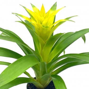Yellow Bromeliad 4Ch Nidularium Billbergioides