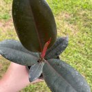 Ficus Elastica Rubberplantdia Rubber Plantdia Rubber Treedia Rubber