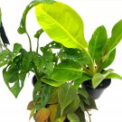 Philodendron Assortment Set 4Ch Pots Set Of 3 Large Philo Great Ho