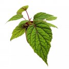 Begonia Abdullahpieei 4Ch Green Rare Rhizomatous Rhizo Red Stem Veins