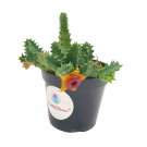 Lifesaver Huernia Zebrina Confusa Phillips Starfish Stapelia Plant Known As St