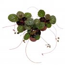 Strawberry Begonia 2Ch Set Of 3 Creeping Saxifraga Stolonifera