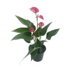 Anthurium Purple 4Ch