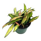 Variegated Hoya Wayetii Very Rare Limited Live Plant 4Ch Pot