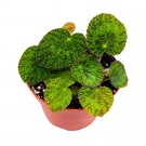 Begonia Longicilata Sizemoreae Rhizomatous 6Ch Green Rhizo With White Hairs