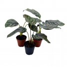 Calathea Ornata Pinstripe 2Ch Set Of 3 Prayer Plant Tiny Mini Pixie