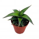 Giant Samurai Dwarf Sansevieria Ehrenbergii Sansevieria Banana Blue Sword San