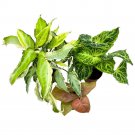 Rare Syngonium Assortment 2Ch Set Of 3 Arrowhead Vine Vining Plant Batik S