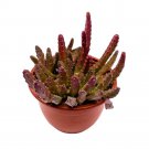 Schinzii Stapelia Huernia Starflower Starfish Plant A 6Ch Pot