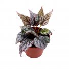 Begonia Spirit Of Maledives 4Ch Maldives Spirits White Spotted Silver Tip