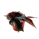 Little Wing Angel Wing Cane Begonia 6Ch Premium Hybrid