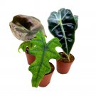 Rare Alocasia Assortment 2Ch Set Of 3 Jewel Variegated Jacklyn Cuprea Pixi