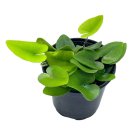 Heart Fern Hemionitis Arifolia 4Ch Pot Heart Leaf Tongue Fern