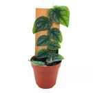 Monstera Dubia Rare Monstera Shingle Plant Grown On Wood 4Ch Pot