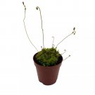 Drosera Sundews Rare Carnivorous Plant 2Ch Pot Capensis Cape