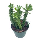 Euphorbia Ritchiei Stapelia Monadenium Ritchiei P.R.O. Bally Bruyns A 4