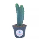 Blue Myrtle-Cactus Myrtillocactus Geometrizans Blue Candle Stick Cactus 4