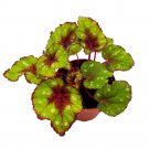 Grinch 4Ch Begonia Rex Green And Red With White Spots