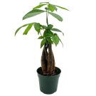 Money Tree Pachira Aquatica Water Chestnut Very Large Bonsai Plant Perfect H