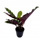 Calathea Lancifolia Rattlesnake Prayer Plant Goeppertiasiginis 2Ch P