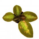 Reverted Picasso Episcia 2Ch Rare Variegated Flame Violet