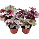Begonia Rex Assortment Cold Pastel Winter 4Ch Set O