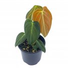 Black Gold Philo 4Ch Philodendron Melanochrysum Very Rare Houseplant
