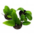 Hoya Carnosa 2Ch Set Of 3 Honey Wax Plant Porcelain Flower Tiny Mini Pixie Pl