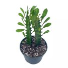 Original African Milk Tree Euphorbia Trigona Green Non-Variegated Giant Big T
