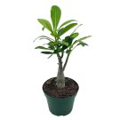 Desert Rose 4Ch Adenium Obesum White And Pink Flower