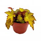 Begonia Little Beaver Rhizomatous 4Ch Yellow Jagged Leaves