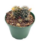 Mammillaria Prolifera Little Candle Rare Cactus 4Ch Pot Well Rooted