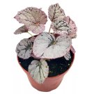 Silver Dollar' Begonia Rex 4Ch Painted-Leaf Begonia