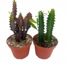 African Milk Tree Assortment 4Ch Euphorbia Trigona Variety Red And Green