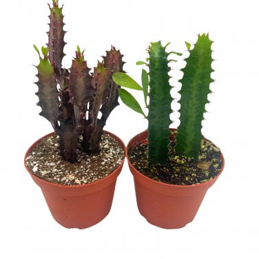 African Milk Tree Assortment 4Ch Euphorbia Trigona Variety Red And Green