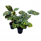 Calathea Makoyana 2Ch Set Of 3 Peacock Prayer Plant Tiny Mini Pixie