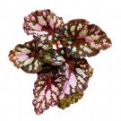 Twisted Sister Begonia Rex 4Ch Pink Blush With Spotty White Dots