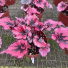 Curly Red Robin A 6Ch Pot Begonia Rex