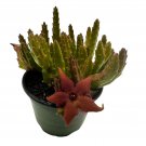 Stapelia Schinzii 4Ch Rare Huernia Stapeliad Orbea Unique Flowering Asclepi