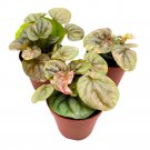 Peperomia Pink Lady 2Ch Set Of 3 Marble Variegated Rare Ripple Pep Caperata