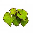 Begonia River Nile 4Ch Rhizomatous Lime Green