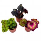 Begonia Rex Assortment 2Ch Pots Set Of 3 Tiny Mini Pixie Plant Begonia