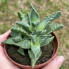 Tiger'S Jaw Faucaria Tigrina Very Rare 3Ch Pot