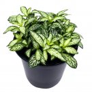 White Star Fittonia Albivenis Nerve Plant 4Ch Silver Net Leaf Mosaic Jewel
