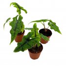 Alocasia Jacklyn 2Ch Set Of 3 Rare Jewel Elephant Ear Tiny Mini Pixie Plant