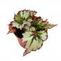 Icicles Begonia Rex 4Ch White Super Gnarly Jagged Leaves
