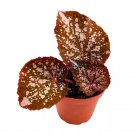 Begonia Island Magic Rhizomatous 4Ch Rhizo Brown Super Splashy White Dots