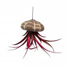 Small Tillandsia Jellyfish Cute Hanging Air Plant With Seashell