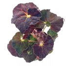 Dark Purple Begonia Rex Galaxy With White Hairs 4Ch