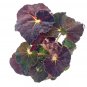 Dark Purple Begonia Rex Galaxy With White Hairs 4Ch